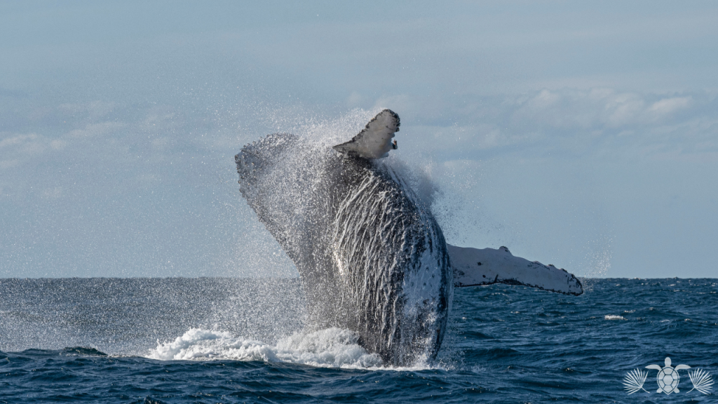 Activities in Kona_ Whale Watching