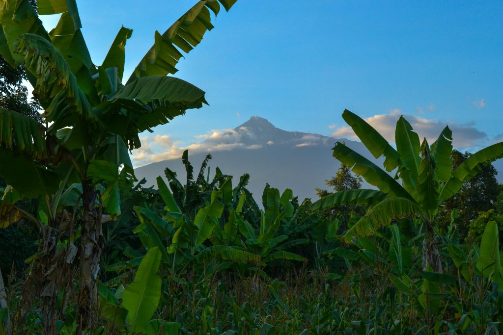 View of Banana trees and Hawaii Volcano