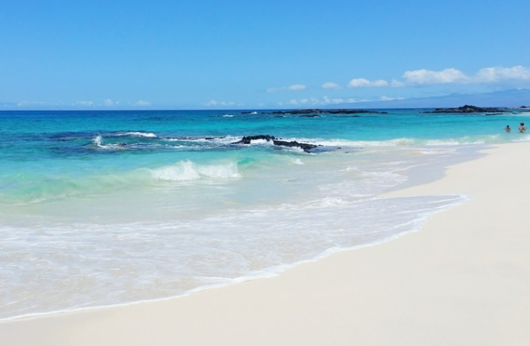 hawaii-palms - Big Island Real Estate - Kona Realtor, Soraya Letournel The Big Island of Hawaii