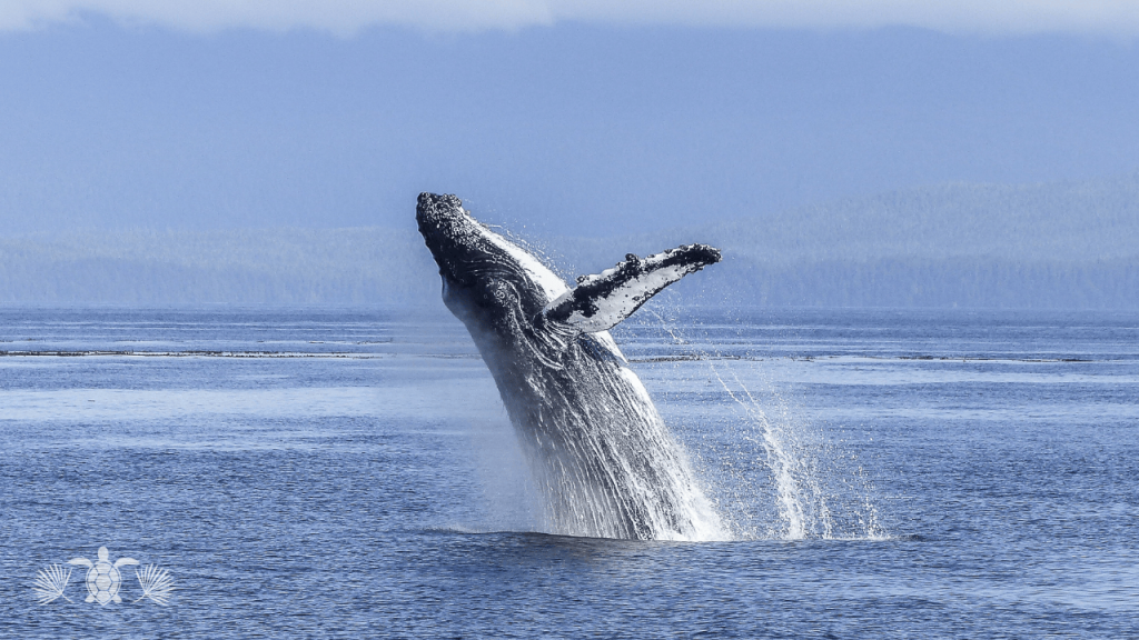 Humpback Whale in Kona with Soraya Letournel's Logo