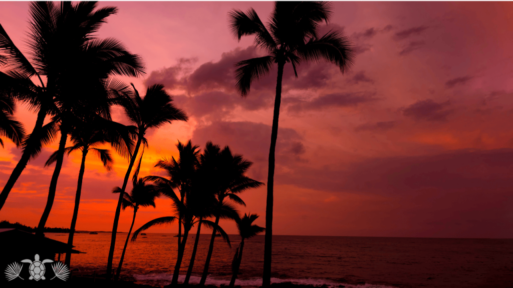 Coconut Trees While Sun is Setting in Big Island