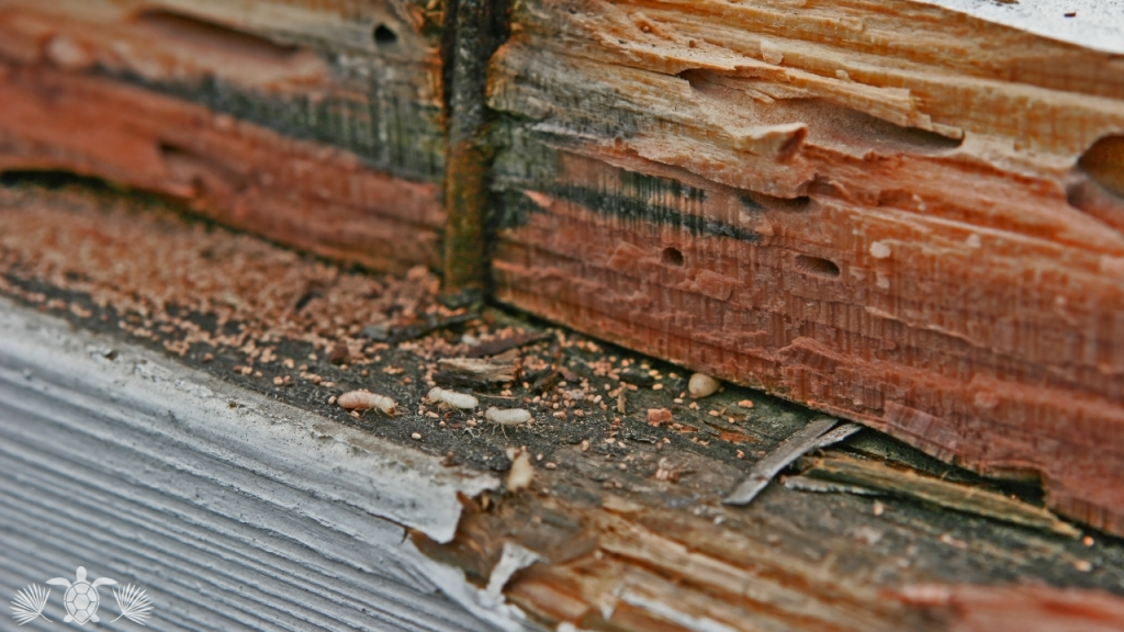A possible termite problem