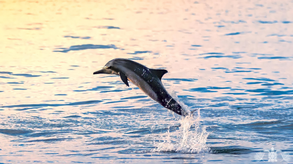 Spinner Dolphins at Kealakekua Bay