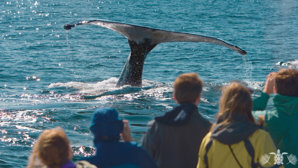 Big Island Events_ Whale Watching