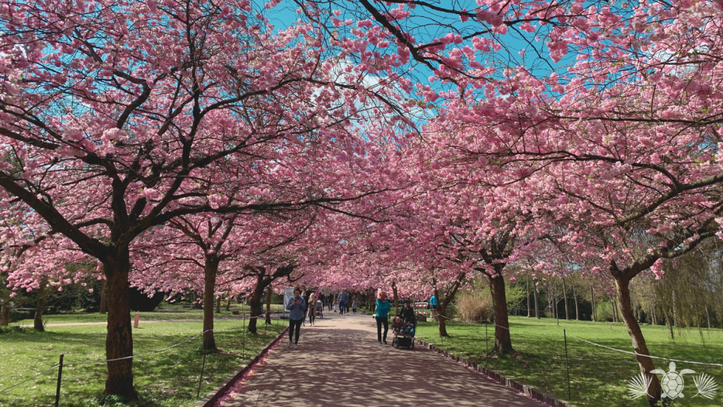 Cherry Blossom Festival in Waimea