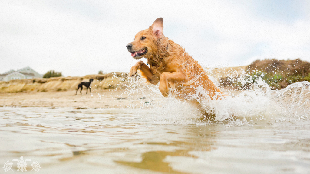 Moving to Hawaii with Pets: Dogs having fun at the beach