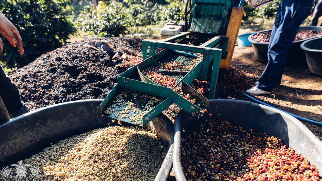 Kona Coffee Living History Farm