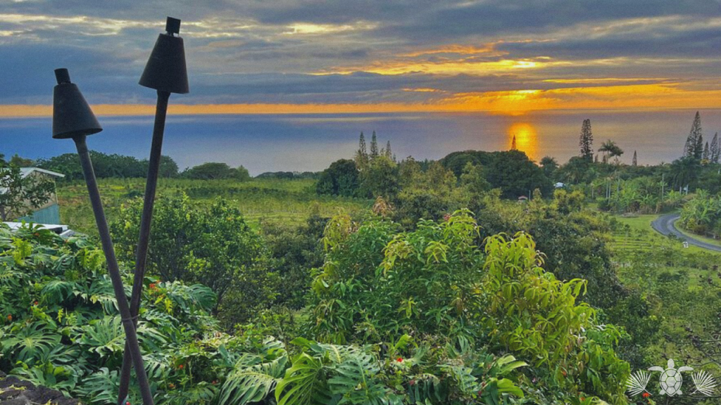 Best Kona Coffee Farm