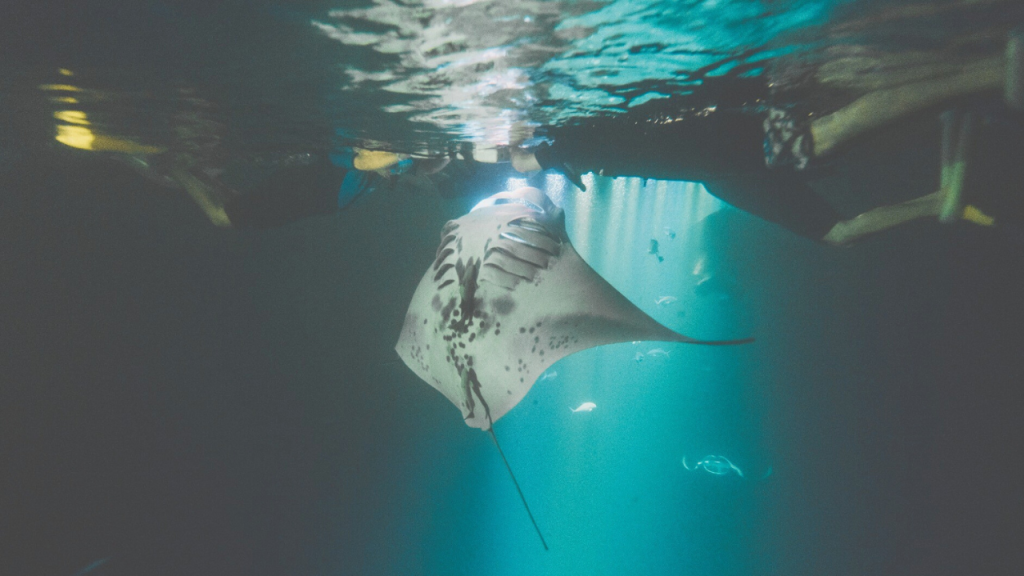 Kona Attractions: Night Dive with Manta