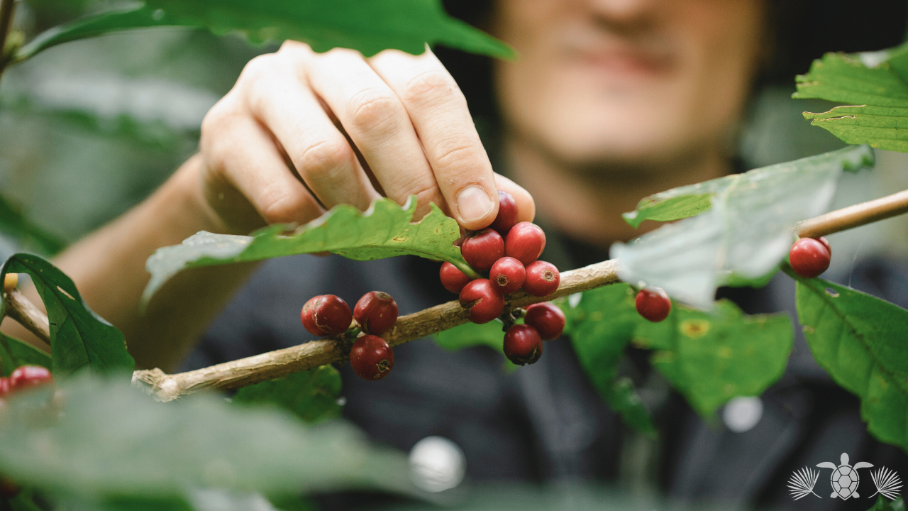 Harvesting the Best Kona Coffee - Big Island Real Estate - Kona Realtor, Soraya Letournel Harvesting the Best Kona Coffee