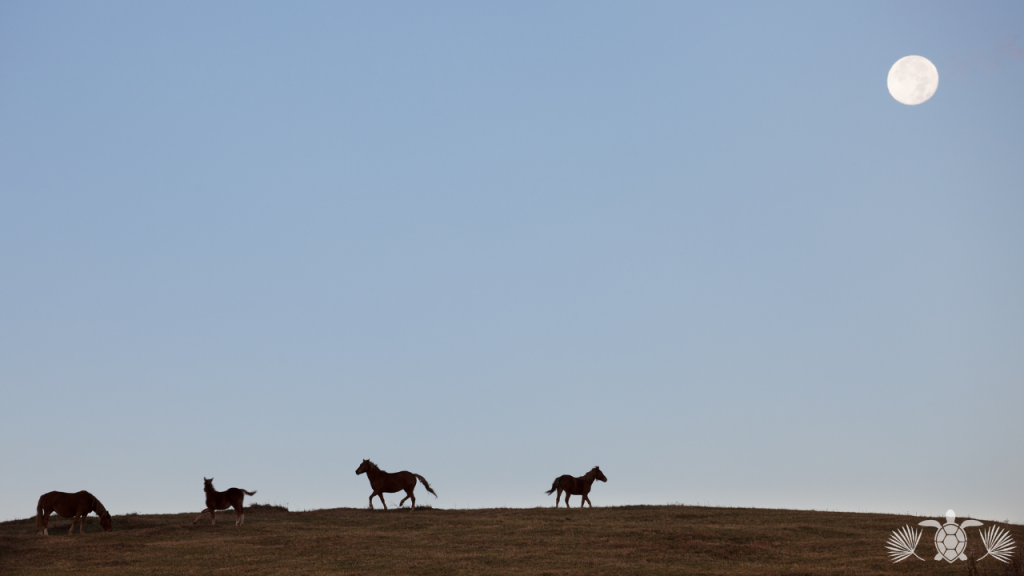 Horses in Waimea Hawaii