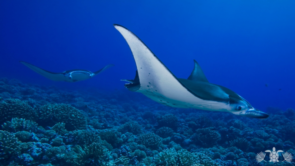 Keauhou Bay Kona Hawaii oceanfront property with manta ray snorkeling and ocean views 2026